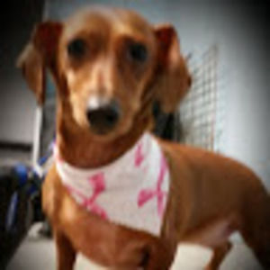 Meet your Posher, Dani